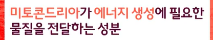 코엔자임q10