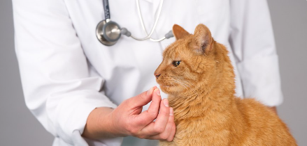 병원에서 약을 먹고 있는 갈색 호랑이 고양이.