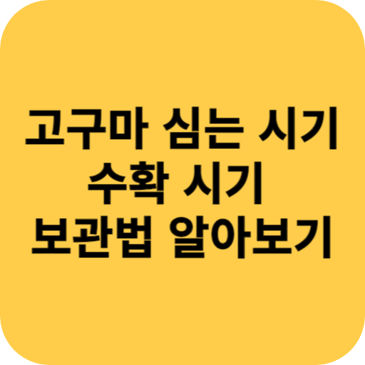 고구마 심는 수확 시기 보관법
