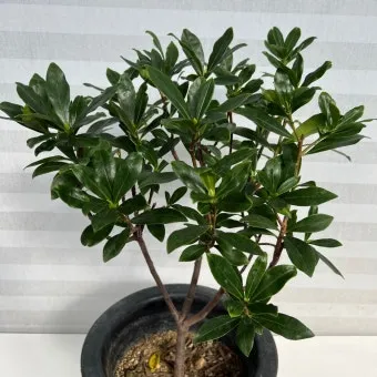 천리향 키우기와 향을 오래 유지하는 방법_7