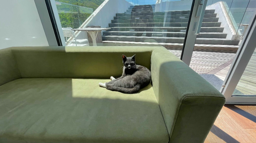 양평 갤러리 카페 카포레 3층내 고양이