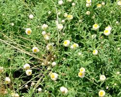  종이꽃(로잔테) 이미지 사진