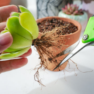 다육식물 분갈이 2단계 다육식물 뿌리 흙 털기 및 뿌리 정리