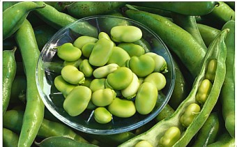 파바빈 효능 자이언트 파마빈 먹는방법 총정리