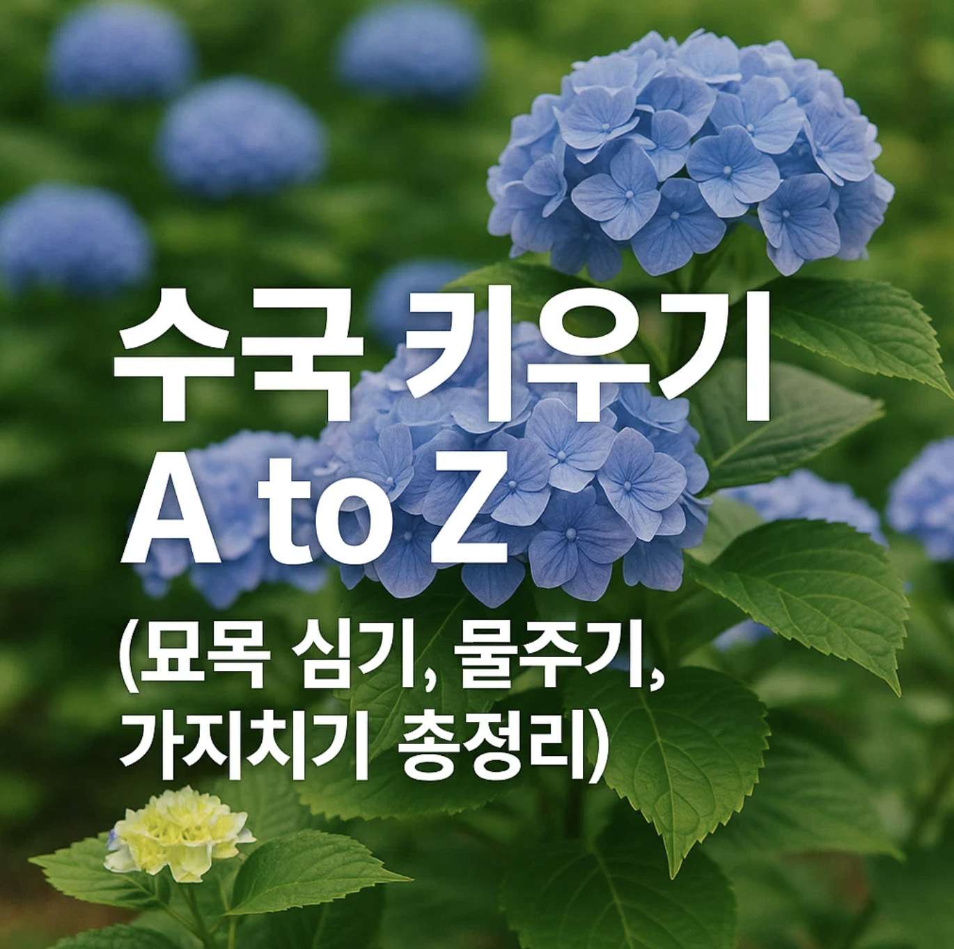 수국 키우기 A to Z (묘목 심기, 물주기, 가지치기 총정리)