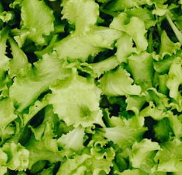 치커리 효능 부작용 뿌리 가루 고르는법 칼로리