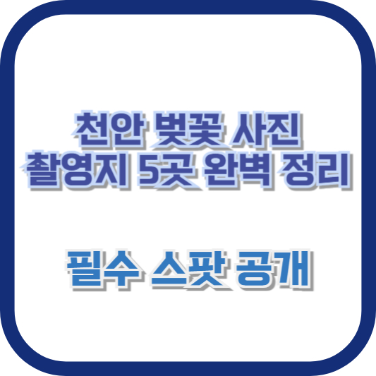 천안 벚꽃 사진 촬영지 5곳 완벽 정리 – 필수 스팟 공개