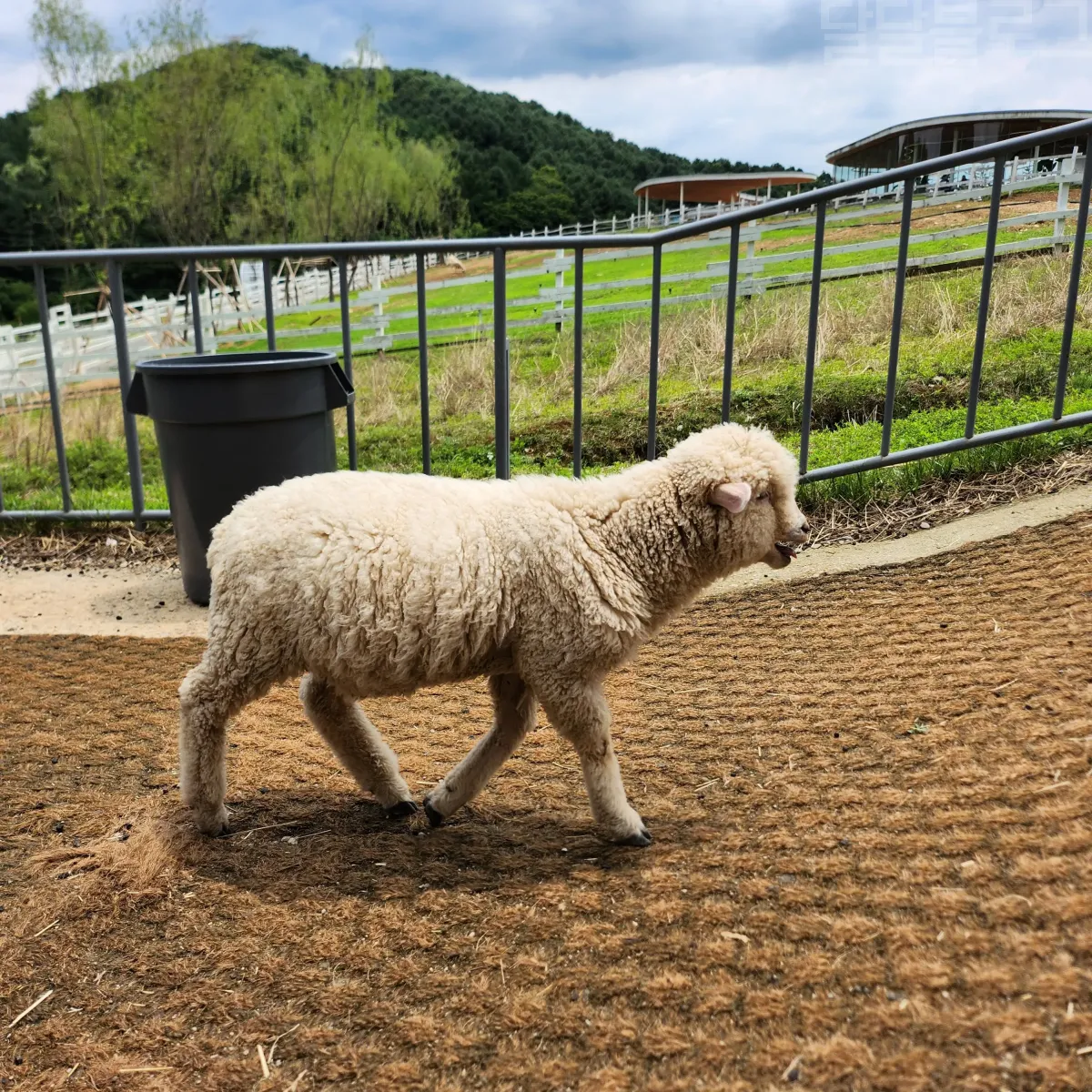 가평-양떼목장-돌아다니는-양