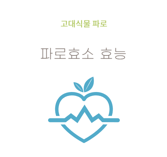 파로효소-효능