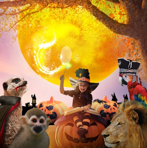 2024/할로윈/축제/열리는/대표 장소