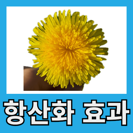 민들레 항산화
