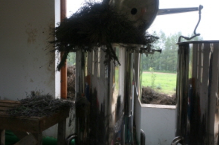 하늬팜 라벤더축제 개화상황