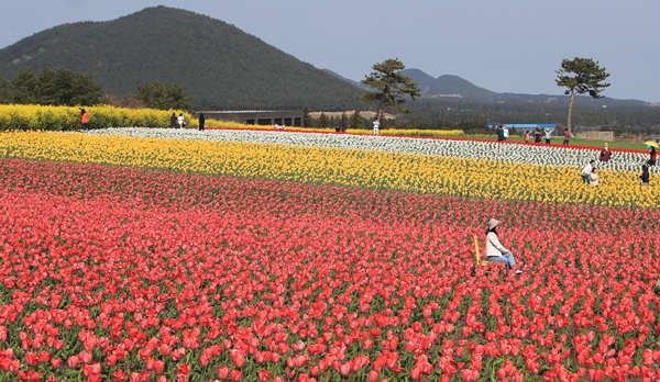 보롬왓 튤립축제 2025