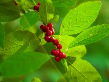 오미자온효능부족