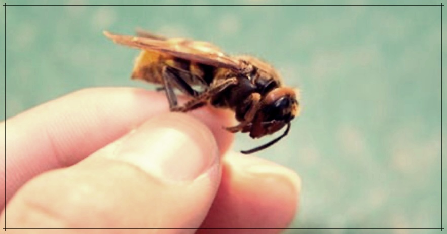 봉침의 놀라운 효능에 대한 이야기