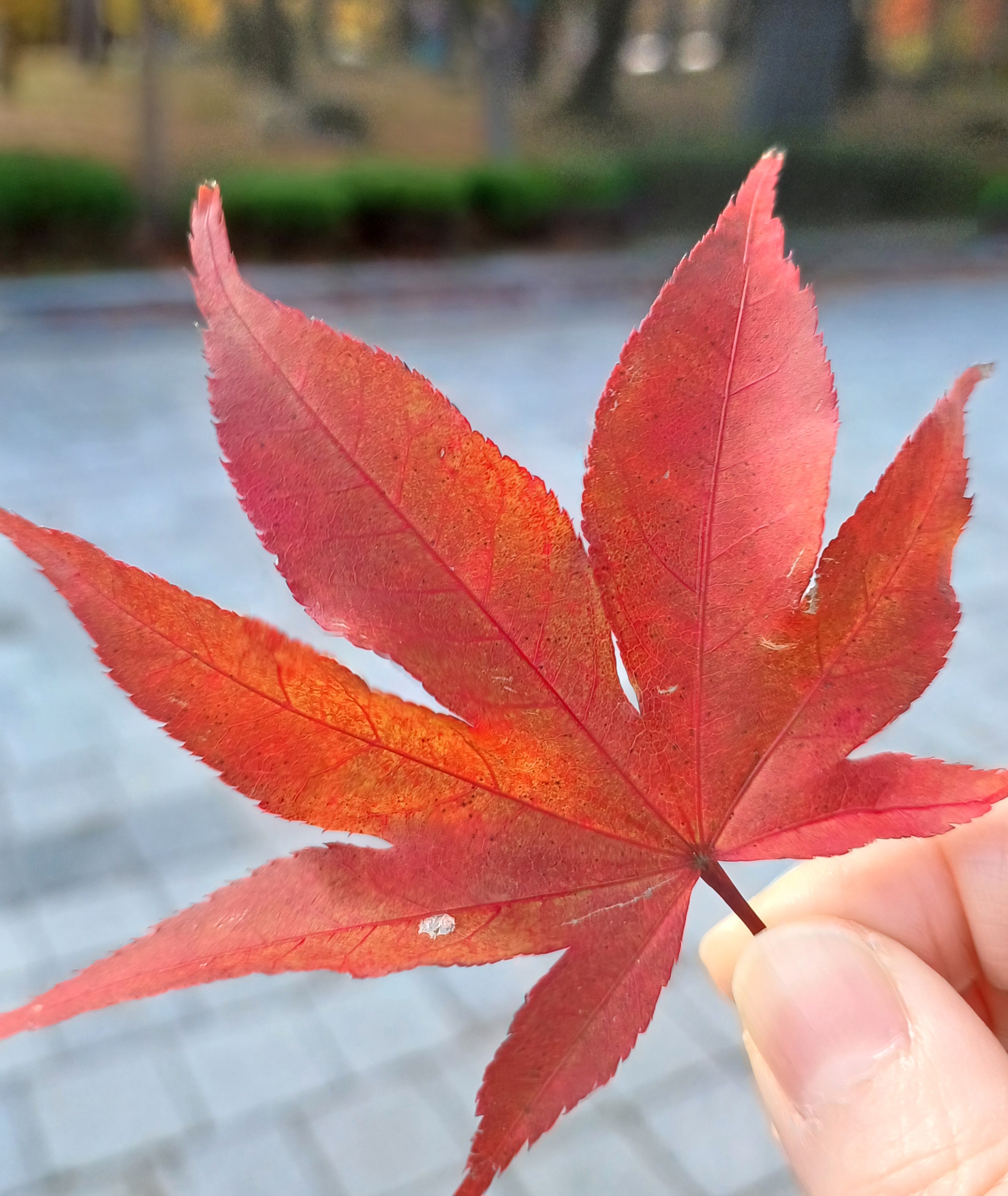 용문산-은행나무-7