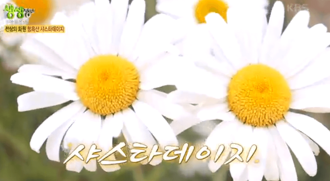 평창 가볼만한 곳 육백마지기