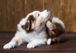 강아지 사진/출처:어도비스톡