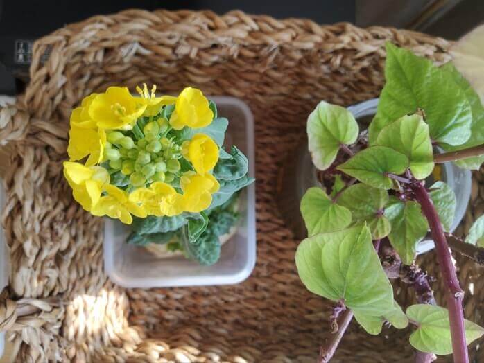 작은-노란색-생화들이-군집해-있는-것과-고구마-줄기가-뻗어나고-있는-화분이-나란히-있는-모습