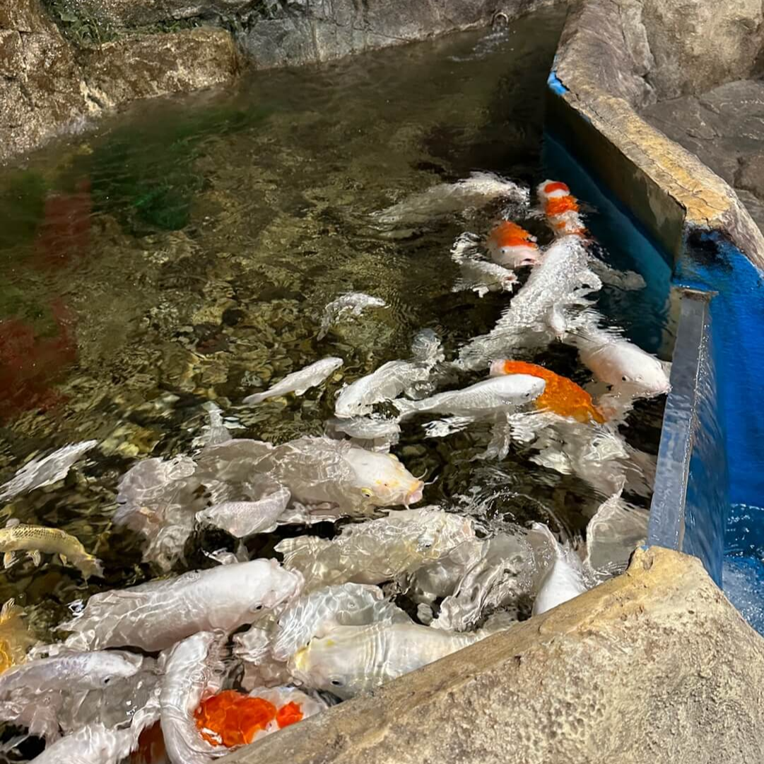 비단잉어 먹이주기 체험 아르티스 테마파크 수조