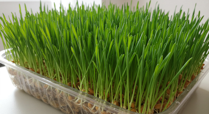 새싹보리해독주스-오이