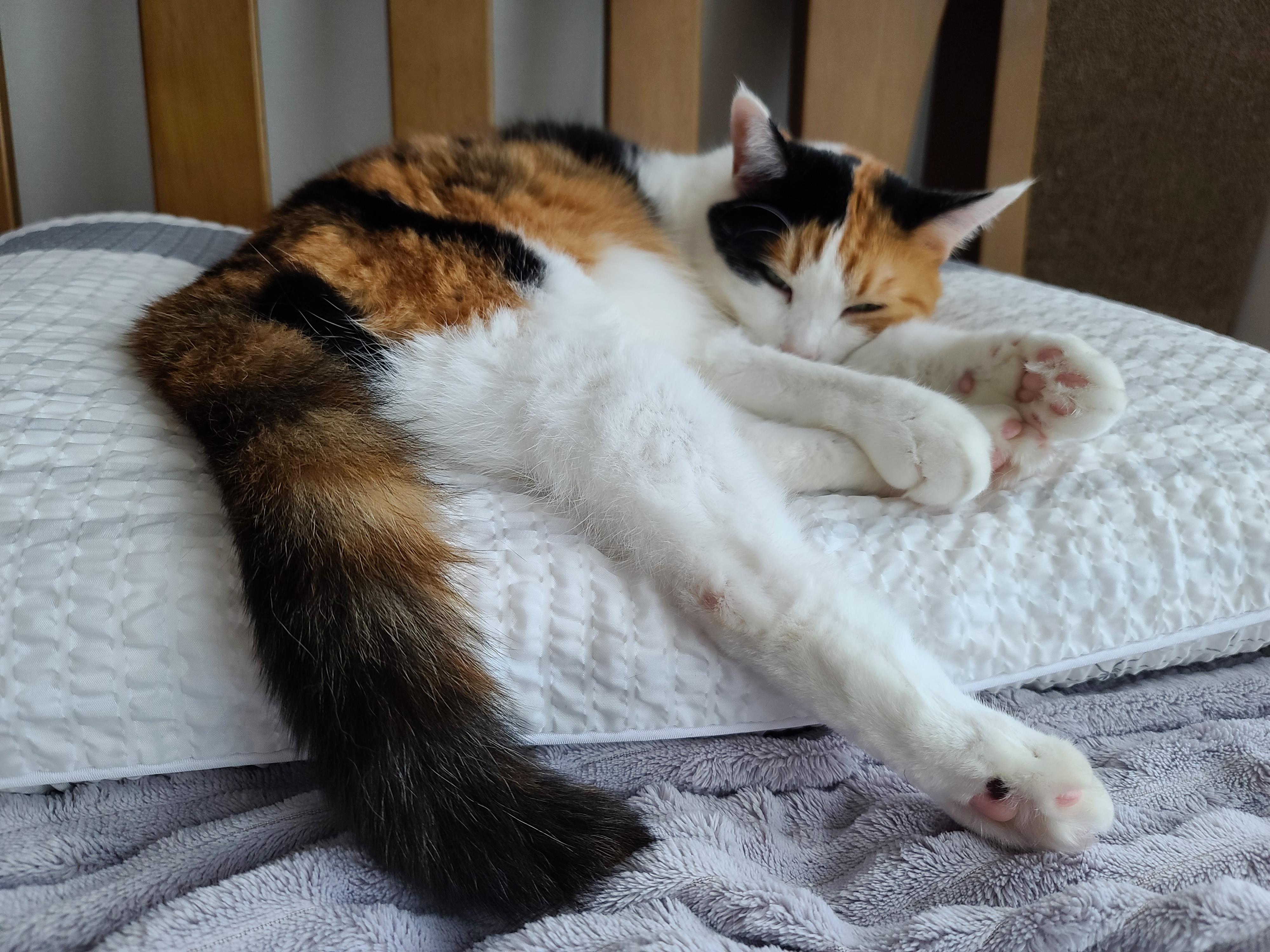 비오는 아침 아홉냥이네 고양이들.