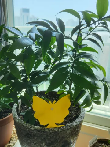 화분에 꽂아놓은 초파리트랩 활용도가 좋다