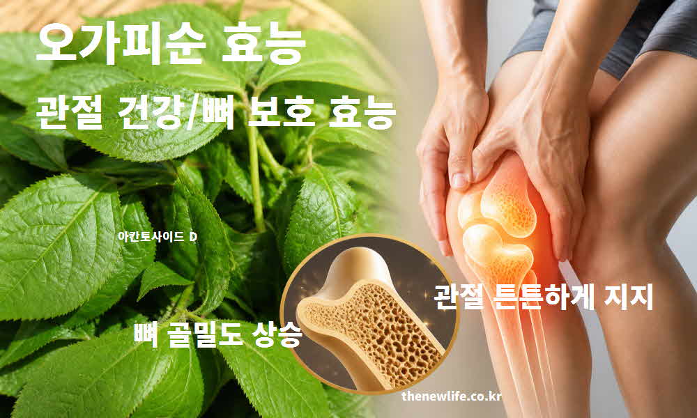 오가피순 효능 관절 건강 뼈 보호