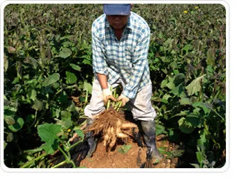 야콘 재배 덩이 비대 관리 토양 갈기 저장 요령_31