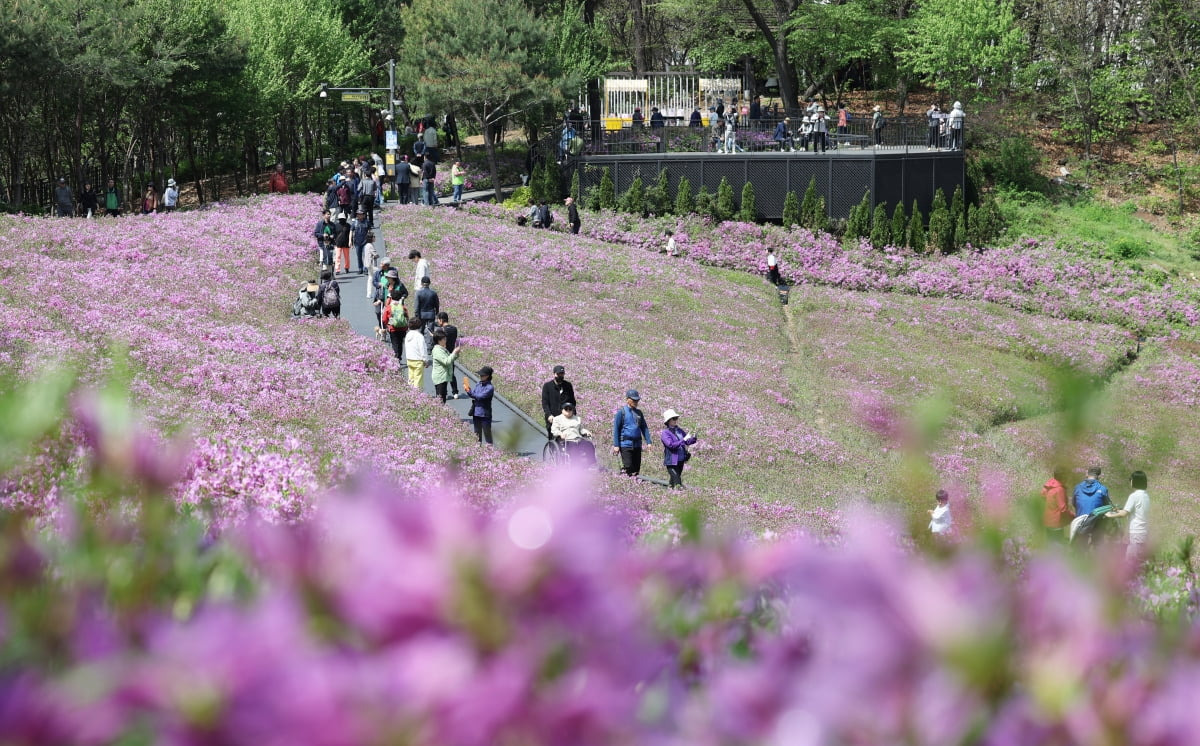 불암산 힐링타운으로 오세요! 2025 불암산 철쭉제 정보 및 교통편 안내
