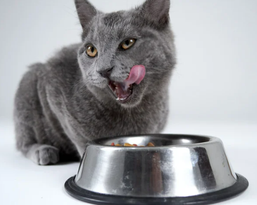고양이 갑상선 기능 항진증 원인, 증상, 수치 및 관리법 총정리