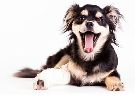 개의 골절 치료와 예방.