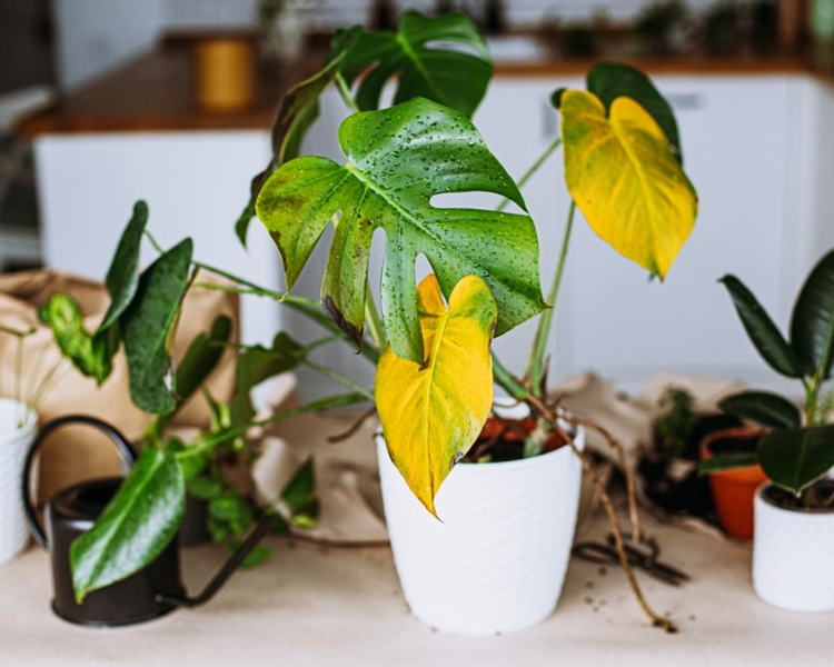 몬스테라의 잎이 노랗게 변한다면