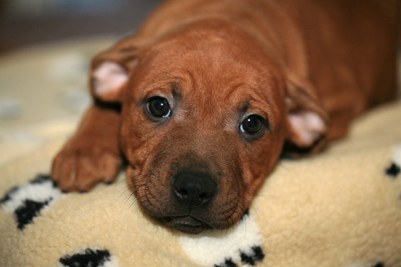 스태퍼드셔 불 테리어(Staffordshire Bull Terrier)2