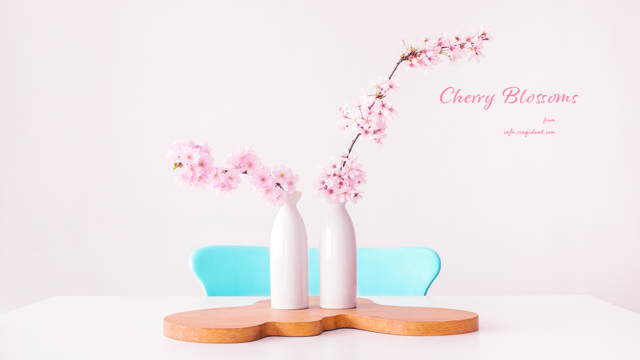03 꽃병에 벚꽃 C - Cherry Blossoms 봄배경화면