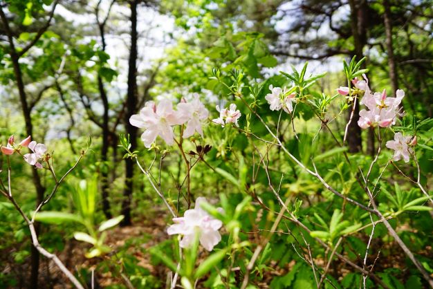 우유빛 연분홍 철쭉