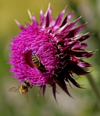 밀크씨슬 효과 복용법
