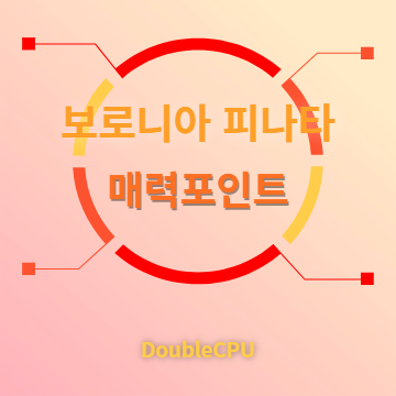 보로니아 피나타 매력포인트