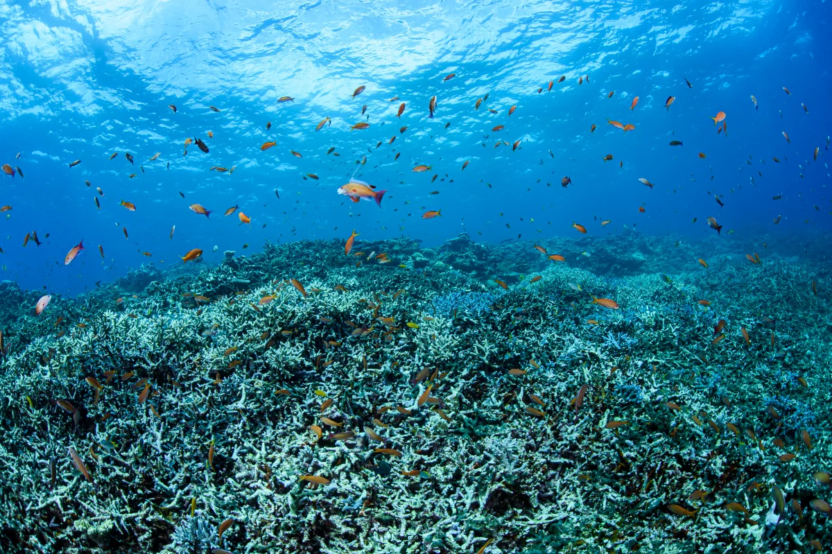 미야코지마 야비지