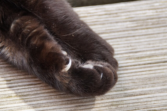 고양이 발톱 깎기