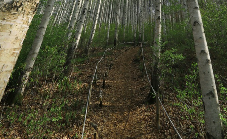 인제 자작나무숲