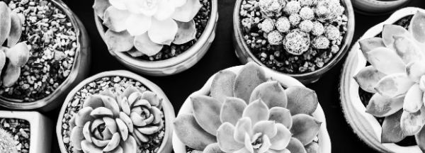 다육이 키우기 햇빛 · 온도