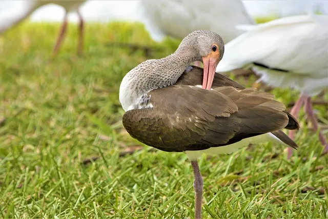 호리 뜻 고사성어 유리 의미 활용법_4