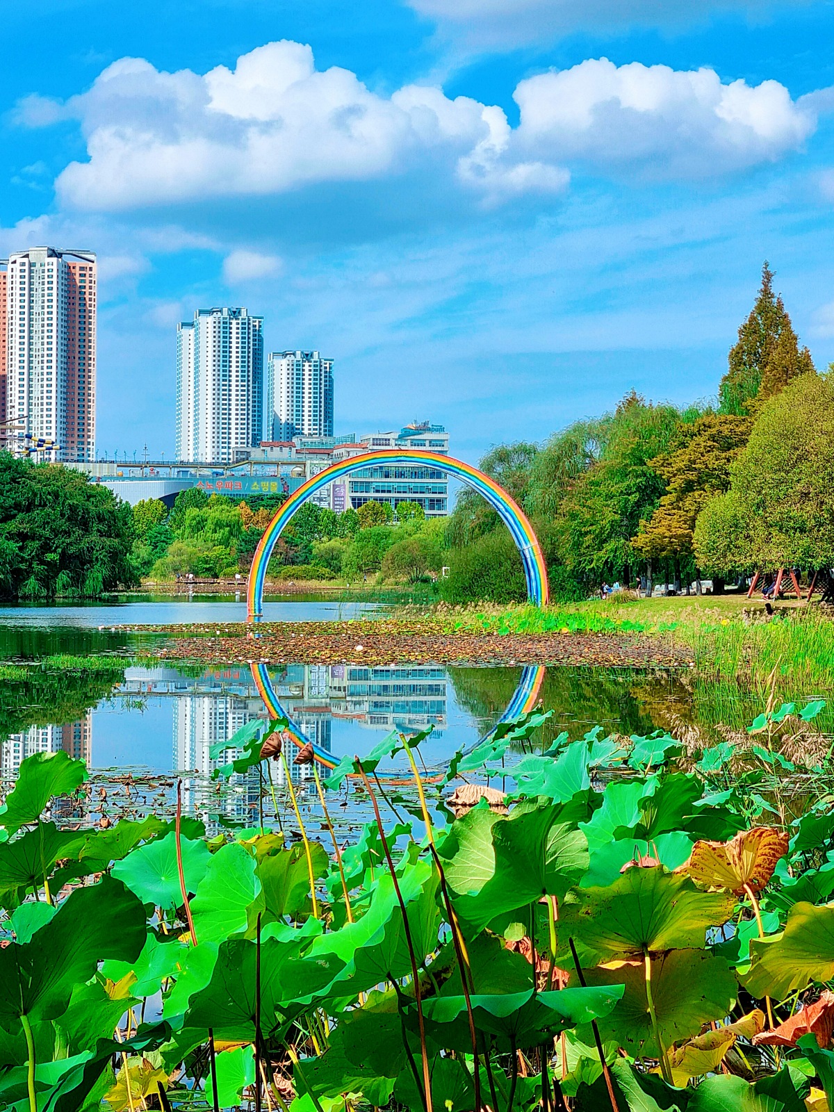 서울 근교 가을꽃 만발한, 경기도 고양시 강매석교공원 창릉천 코스모스축제