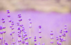 포천 허브아일랜드 라데봄축제