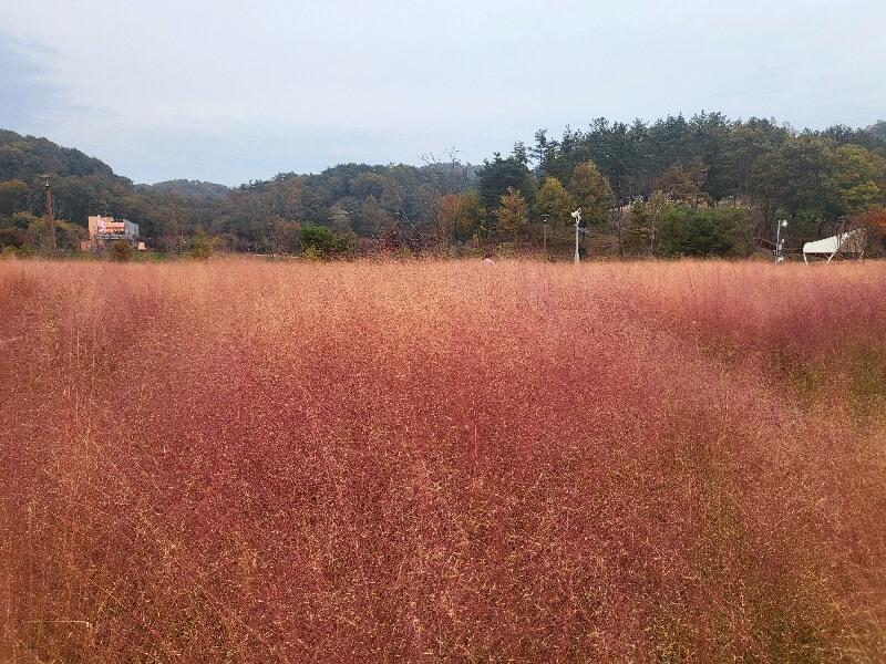 함안 악양생태공원 핑크뮬리
