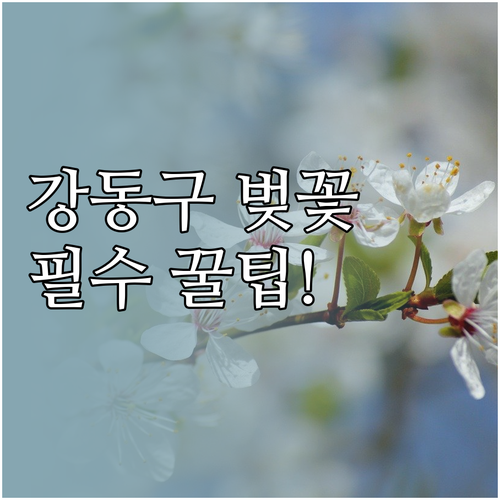 강동구 벚꽃 구경 준비물 및 쾌적한 ..