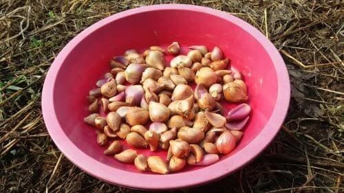 쪽파심기-종구-종자-파종시기-수확시기