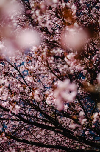 2025년 서울 벚꽃개화시기 예측(+서울 벚꽃 명소추천)