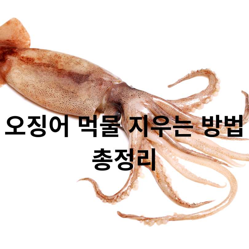 오징어 먹물 지우는 방법 총정리